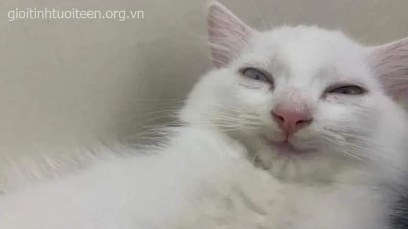 Biểu cảm vô tri của mèo khiến cả hội xỉu up.