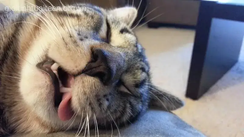 Biểu cảm bất lực của mèo khiến ai cũng buồn cười.