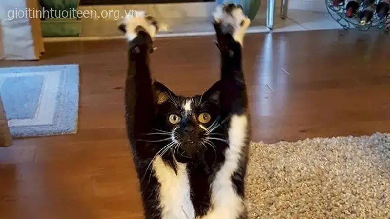 Mèo vô tri ngồi trong góc, dáng cực ngáo ngơ.