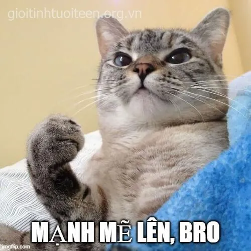 Biểu cảm mèo ngầu lòi nhưng vẫn đầy khích lệ tinh thần