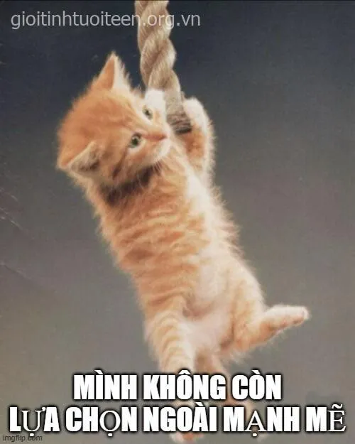 Hình chế mèo con cổ vũ với biểu cảm cực kỳ đáng yêu