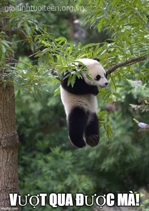 Ảnh gấu trúc không ngừng nỗ lực