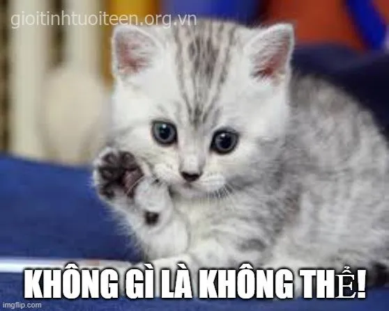 Meme mèo cổ vũ hết mình