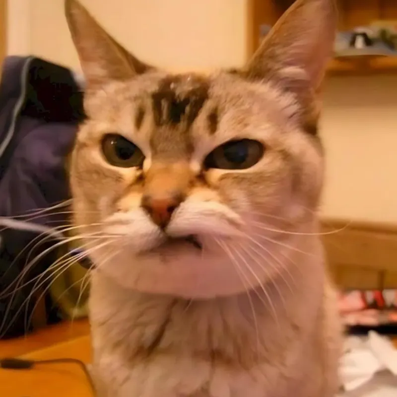 Biểu cảm mèo cười xảo trá, gương mặt lạnh lẽo.