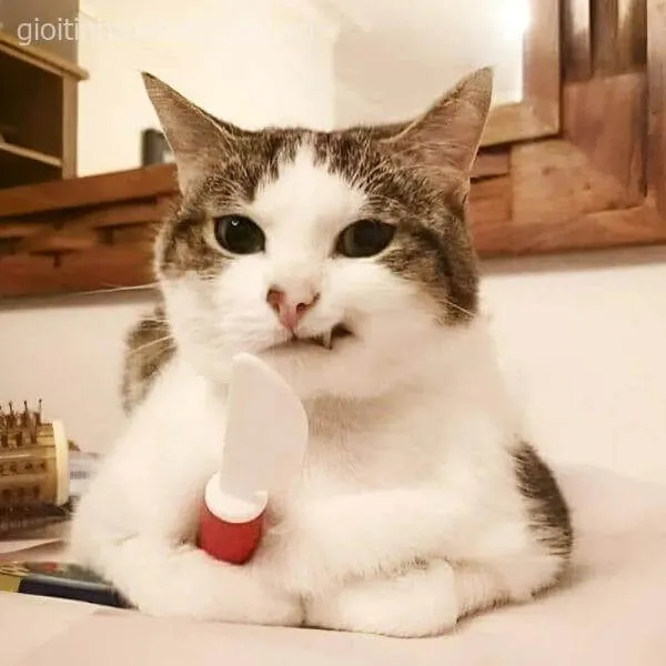 Meme mèo cười bí hiểm, ánh nhìn sắc lẹm.