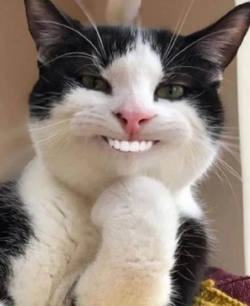 Mèo cười đểu, gương mặt trông vừa ác vừa lạ.