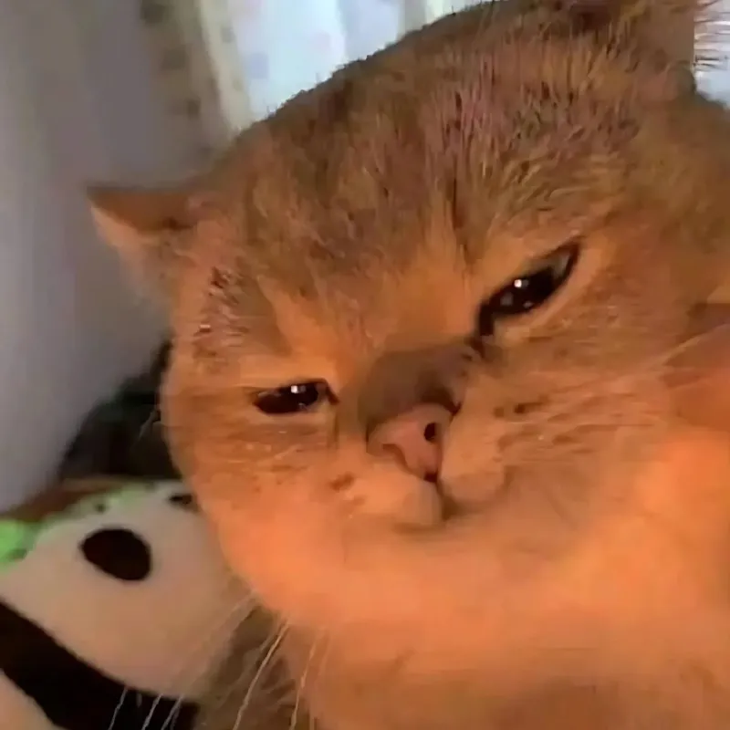 Biểu cảm mèo cười đểu, ánh nhìn giảo hoạt.