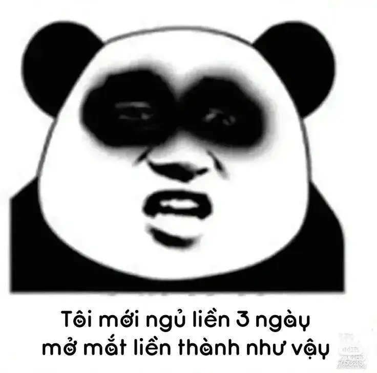 Gấu trúc mắt thâm biểu cảm mệt mỏi sau đêm thức