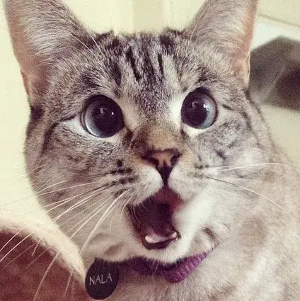 Biểu cảm mèo sốc há mồm cực buồn