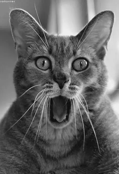 Meme mèo há mồm căng thẳng cực nhây