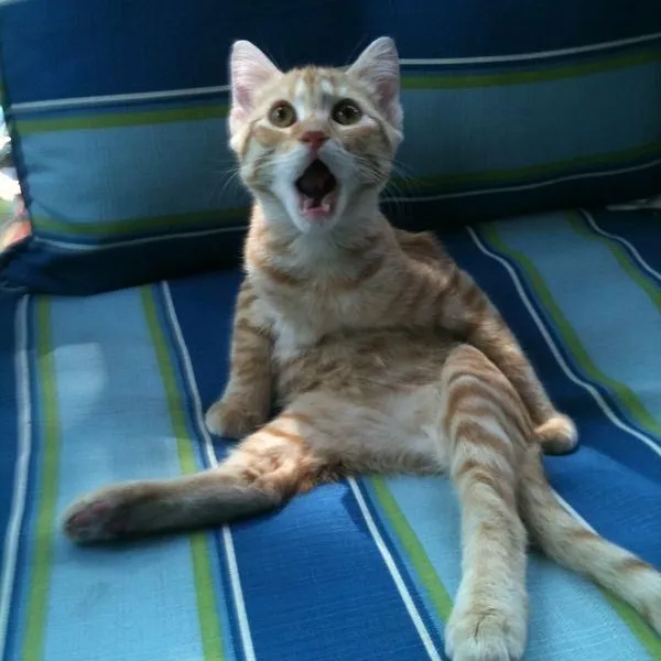 Mèo bất ngờ há mồm ánh mắt sáng