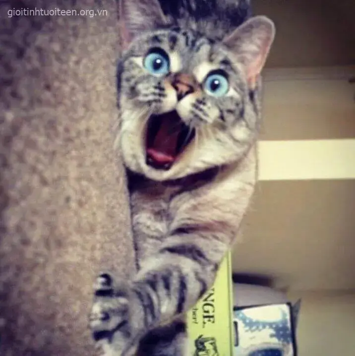 Hình ảnh mèo há mồm phũ phàng cực troll