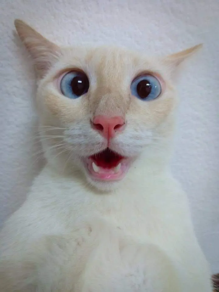 Mèo hoảng loạn há hốc mồm cực buồn cười