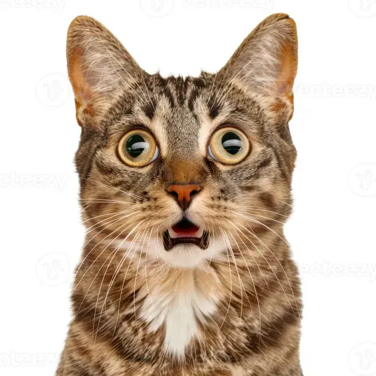 Meme mèo hoảng hốt há mồm cực buồn