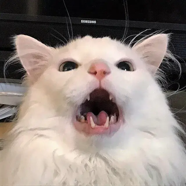 Hình ảnh mèo há mồm nhe răng giật mình cực troll
