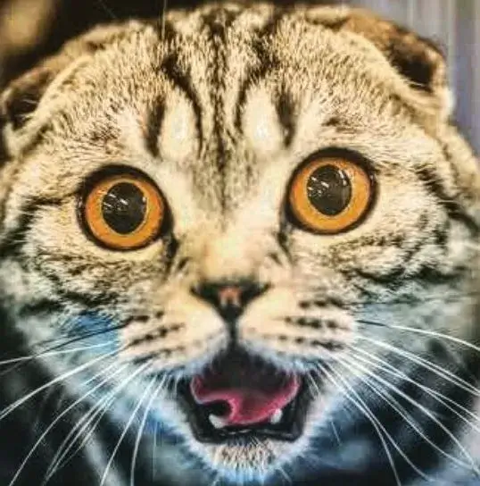 Meme mèo bất ngờ há hốc mồm cực lạ
