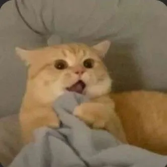 Bộ sưu tập meme mèo há mồm khiến cộng đồng mạng cười lăn với độ ngơ ngác