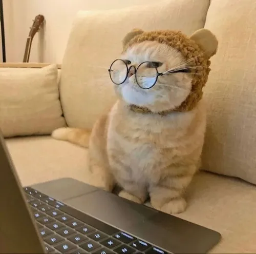 Ảnh đại diện cá nhân ảnh ngơ mèo vô tri tạo châm biếm nhẹ duyên dáng