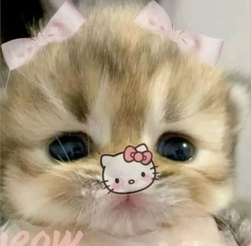 Hình đại diện ngầu avatar mèo vô tri dùng đơ người gây cười