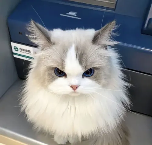 Avatar dễ thương ảnh trống rỗng mèo vô tri pha buông xuôi có thẩm mỹ