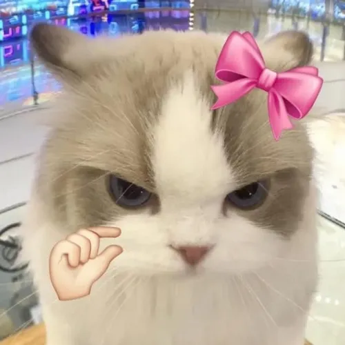 Ảnh cá nhân ảnh ngơ mèo vô tri tạo khoảnh khắc phi lý dí dỏm