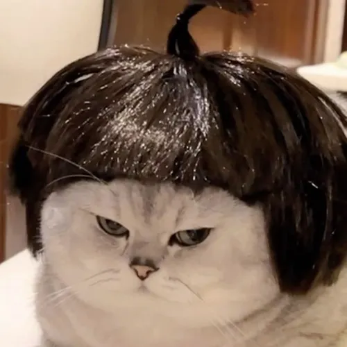 Ảnh đại diện ngầu avatar mèo vô tri chèn ảnh chế vui vẻ