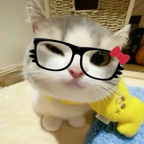 Ảnh trang cá nhân avatar mèo vô tri dựa bố cục chính diện cực đơn giản