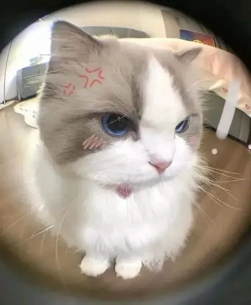 Ảnh avatar Facebook avatar mèo vô tri giữ nét thẫn thờ rất cute