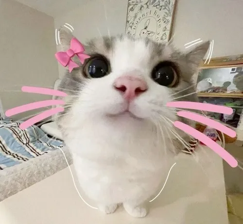 Hình profile avatar mèo vô tri nổi bật ánh sáng tối giản tạo điểm nhấn