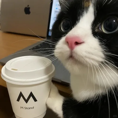 Ảnh profile avatar mèo vô tri mang phong cách vô tri giữa nền đơn sắc