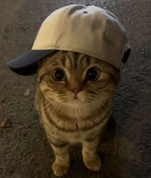 Ảnh profile avatar mèo vô tri nêu sự vô cảm có chủ đích rất đặc trưng