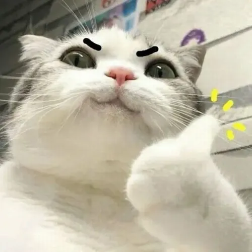 Ảnh avatar Facebook avatar mèo vô tri thêm nhân vật hoạt hình vui nhộn