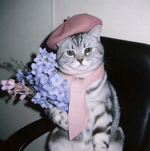 Ảnh hiển thị ảnh trống rỗng mèo vô tri giữ ánh sáng tối giản đầy tinh tế