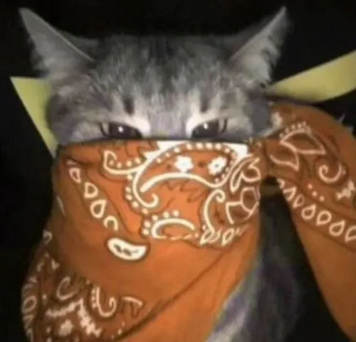 Ảnh cá nhân ảnh ngơ mèo vô tri kết hợp ảnh chụp vội đáng yêu