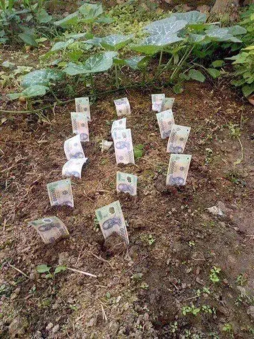 Cả 1 vườn trồng toàn tờ 500 nghìn