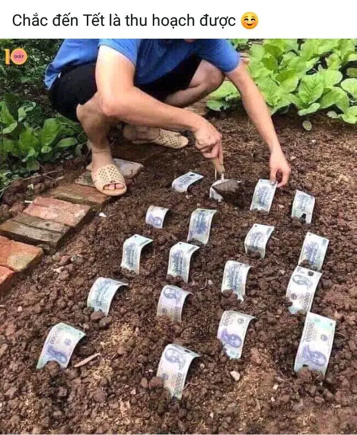Meme trồng tiền chờ thu hoạch
