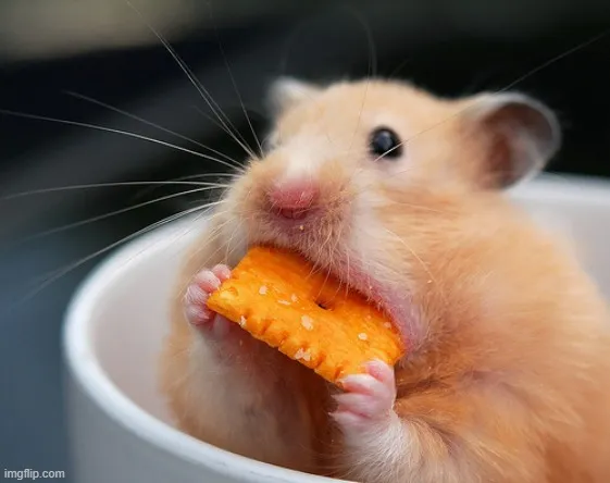 Hình meme con chuột đang ăn bánh