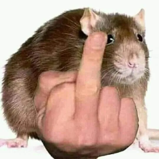 Hình chú chuột hiếu động giơ ngón tay thối