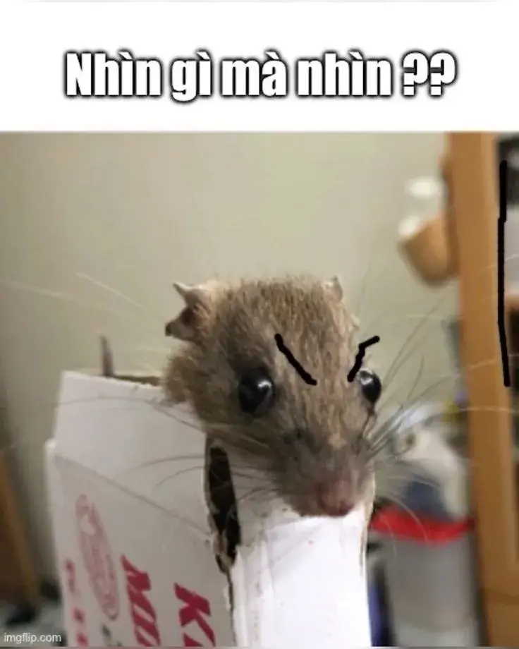 Ảnh con chuột bực mình