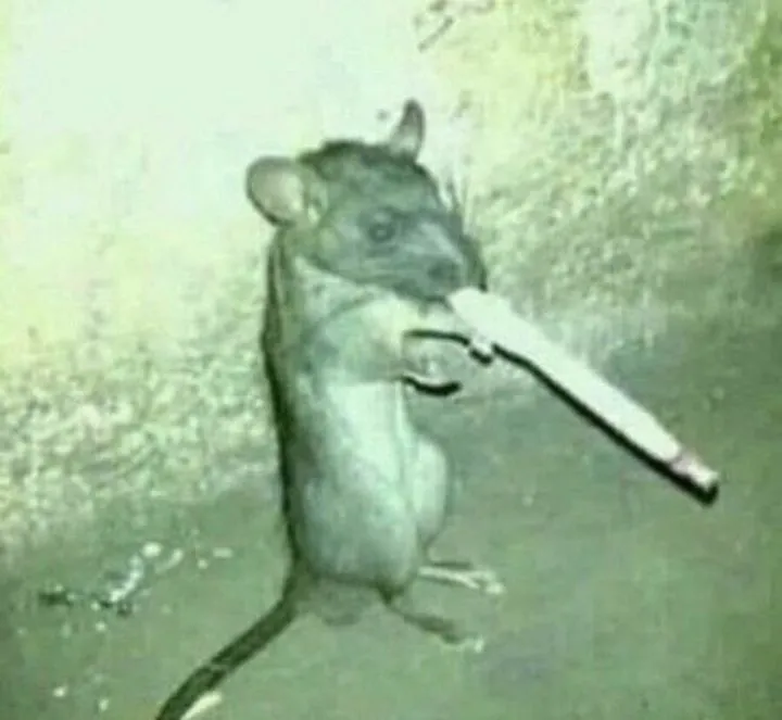 Hình chú chuột hút thuốc