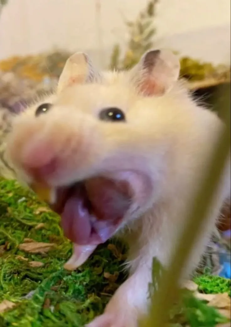 Ảnh chuột hamster ngộ nghĩnh cực vui tươi