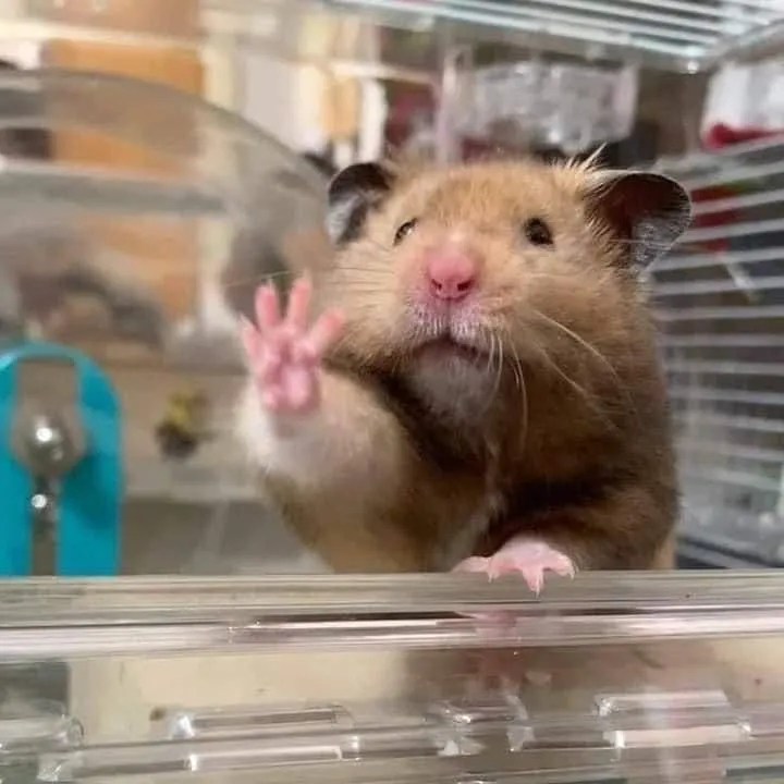 Hình chuột hamster hài hước đôi má phình bự giơ tay chào