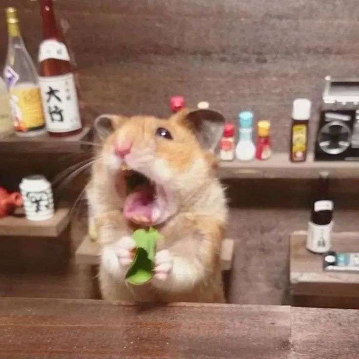 Meme chuột hamster ngơ ngác gương mặt hài hước