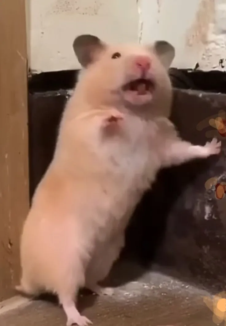 Avatar chuột hamster hài hước cực tinh nghịch