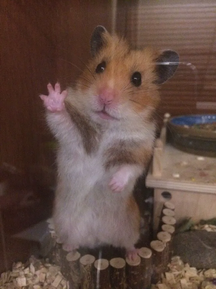 Ảnh chuột hamster hài hước mắt trợn má phình