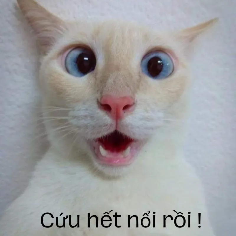 Meme mèo trắng biểu cảm cứu hết nổi