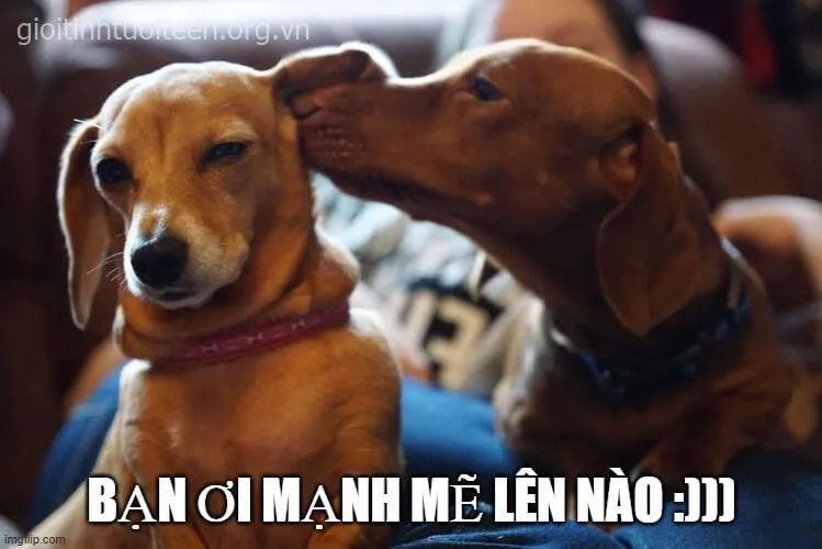 Meme cộng đồng nổi bật với câu chất “sao thế”