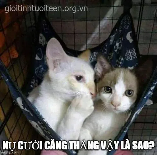 Ảnh chế cà khịa cực gắt khích tướng bạn hành động