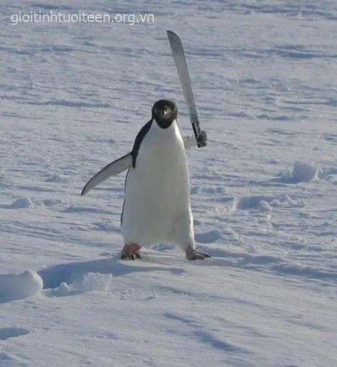 Meme đánh giá bá đạo siêu hài