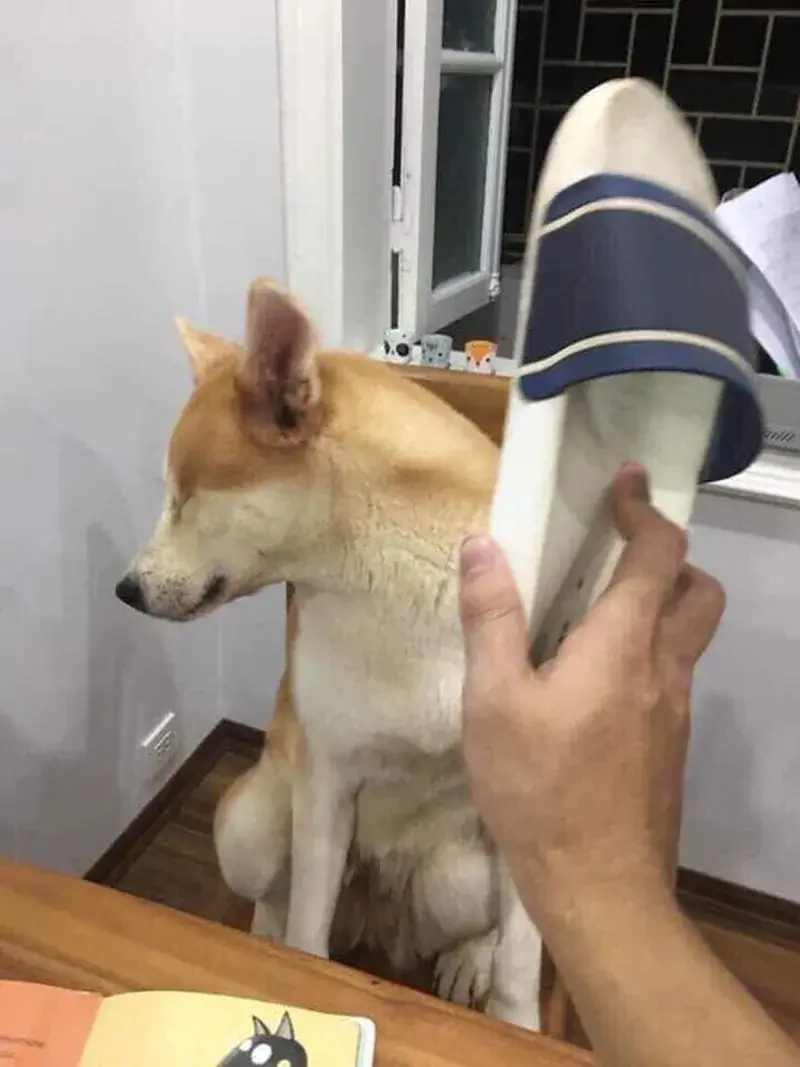 Meme cầm dép đánh chó